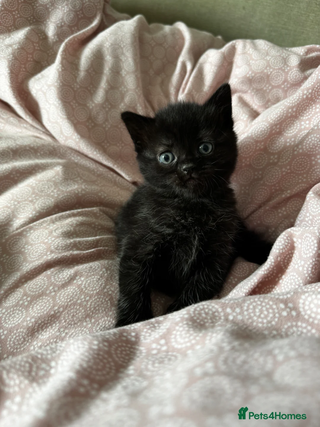 Mixed Breed cats for sale: Beautiful kittens  - Advert 1