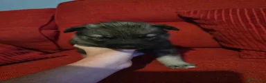 Shepsky Puppy light blue 
