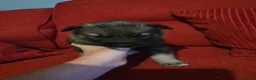 Shepsky dogs for sale: 9 shepsky puppies  - Advert 32