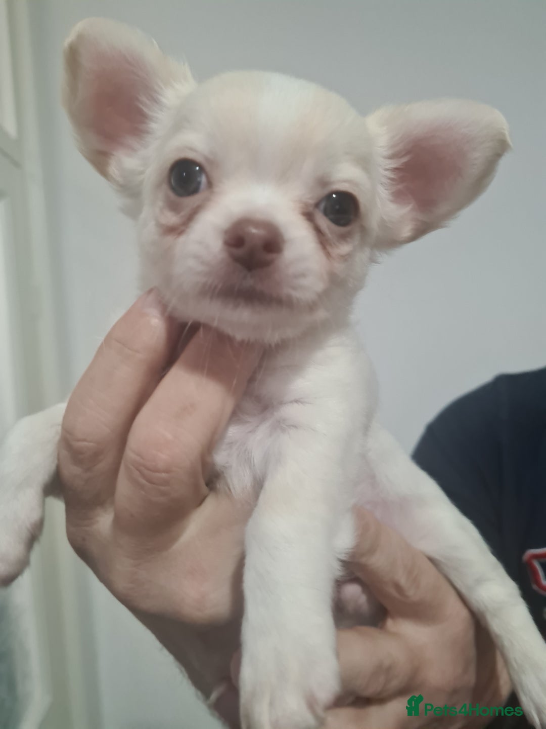 Chihuahua dogs for sale: Beautiful chihuahuas  - Image 9