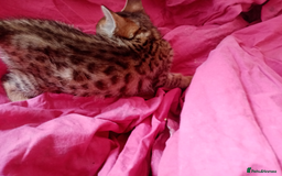 Mixed Breed cats for sale: Lovely Ginger and Rosetted Kittens - Image 3