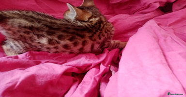 Mixed Breed cats - Advert 3