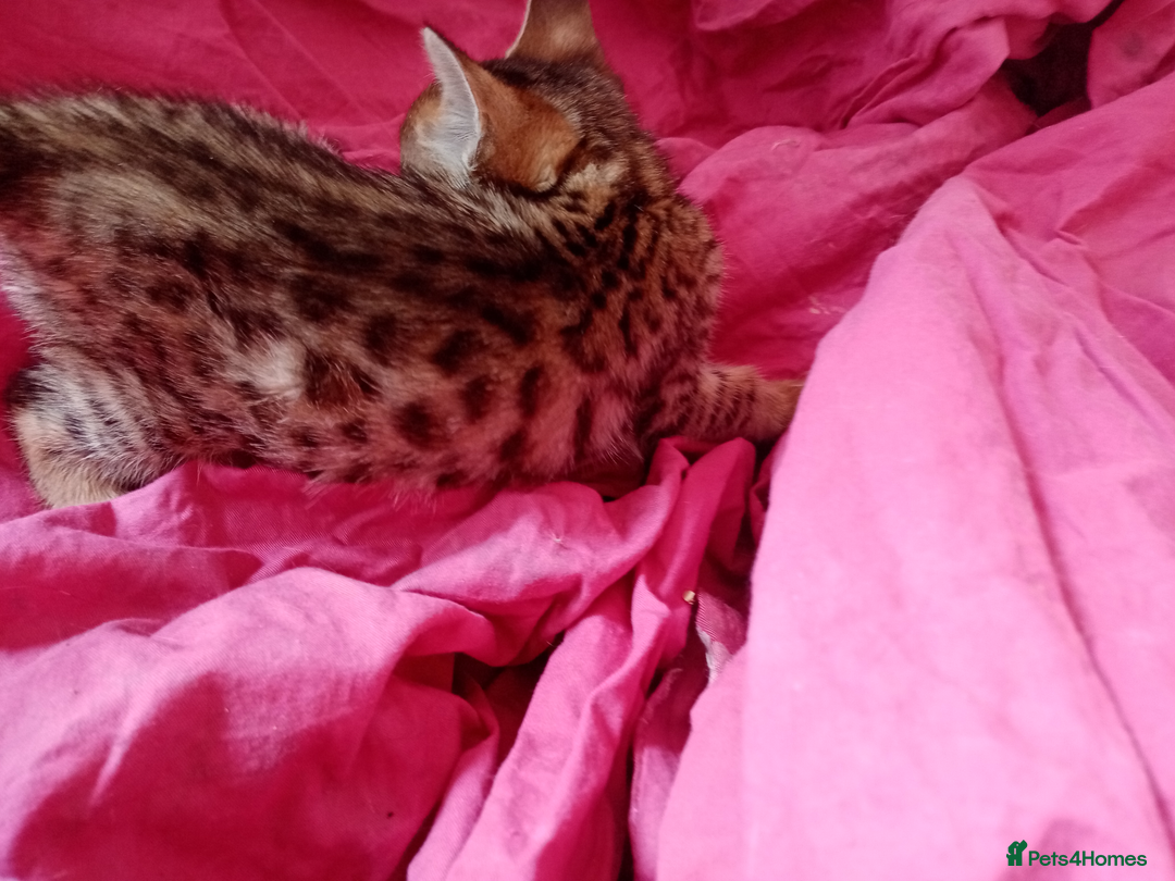 Mixed Breed cats for sale: Lovely Ginger and Rosetted Kittens - Image 3