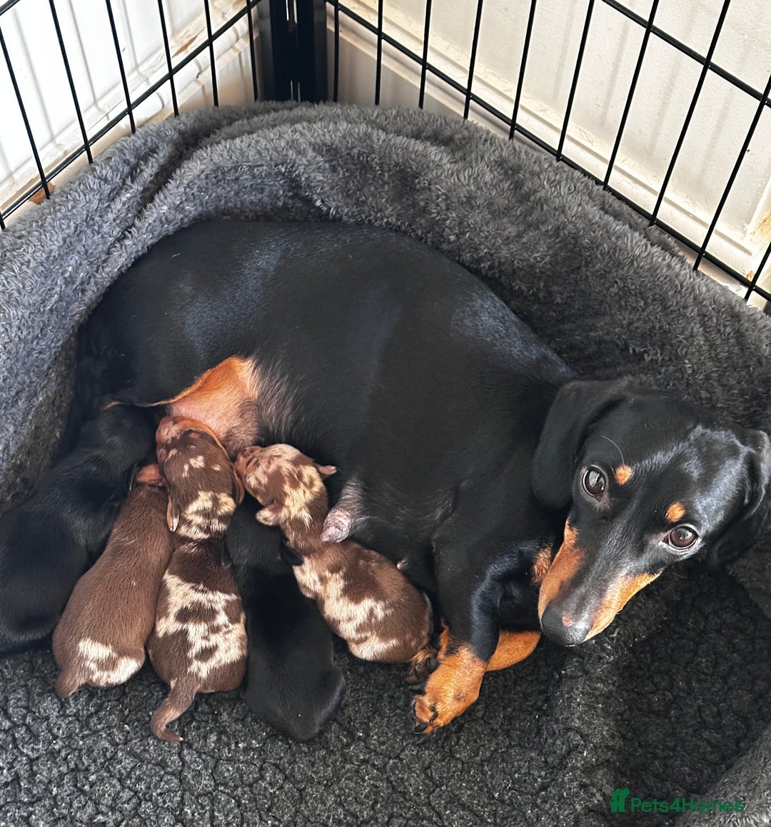Miniature Dachshund dogs for sale: KC PRA CLEAR  miniature  Dachshund ‘s  - Advert 1