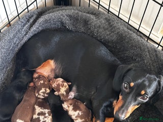 Miniature Dachshund dogs KC PRA CLEAR miniature Dachshund ‘s - Advert 13