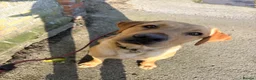 Labrador Retriever dogs for sale: Beautiful fully trained pet labrador  - Advert 3