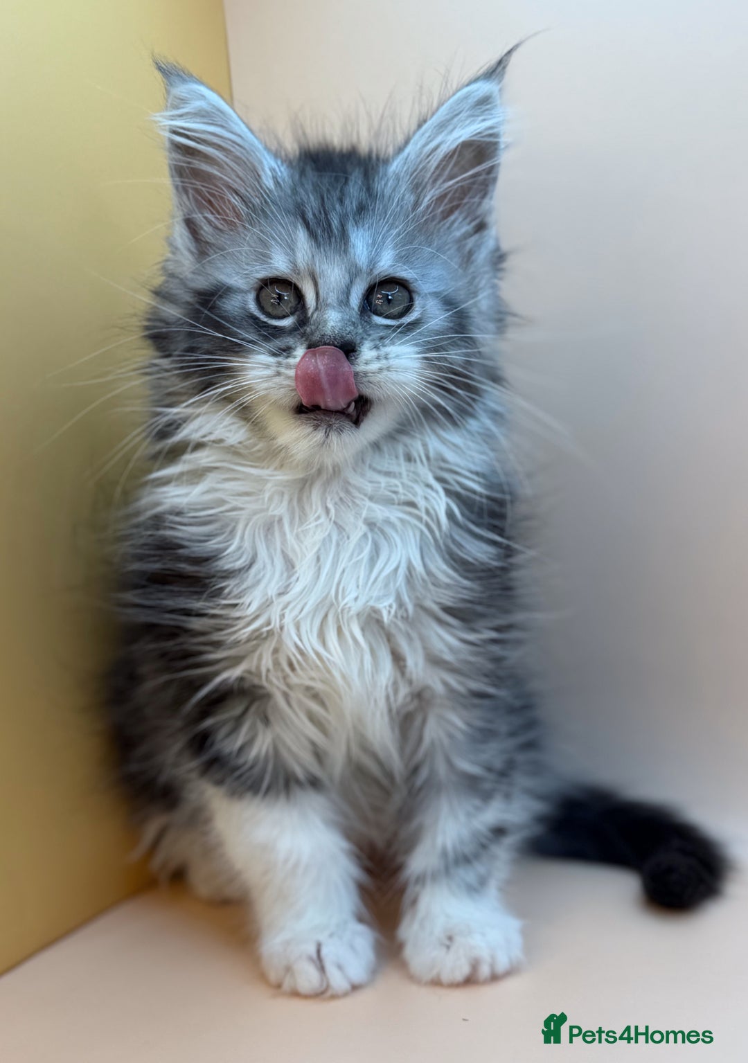 Maine Coon cats for sale: Maine Coons with Tests, Papers, Vet Checks & Vacc. - Advert 34