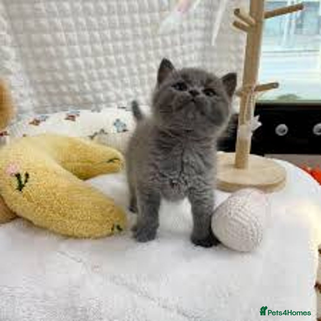 British Shorthair cats for sale:  fluffy BSH kittens - Advert 4