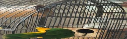 Mixed Breed birds for sale:  Birds for sale. Please read the description full  - Advert 9