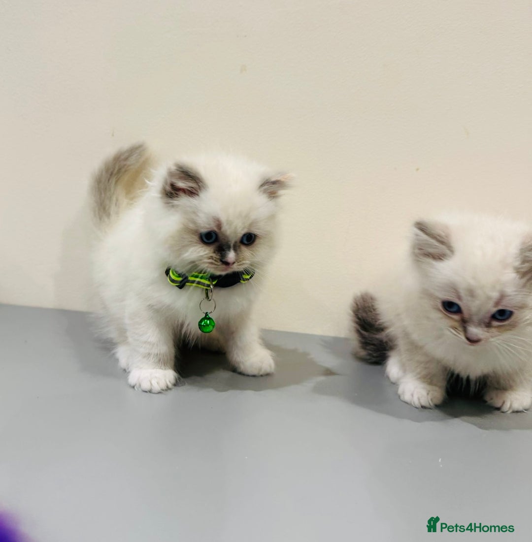 Ragdoll cats for sale: Adorable Pure Ragdoll Kittens - Advert 12