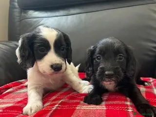 Sprocker dogs Sprocker spaniel puppies - Advert 1