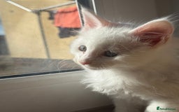 Maine Coon cats for sale: 3 stunning babies left - Image 8