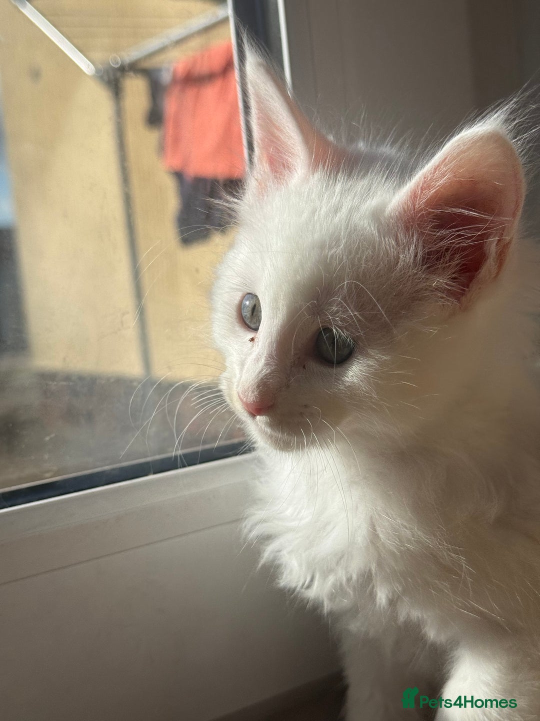 Maine Coon cats for sale: 3 stunning babies left - Image 8