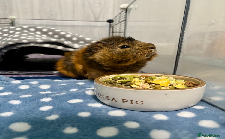 Guinea Pig rodents - Advert 1