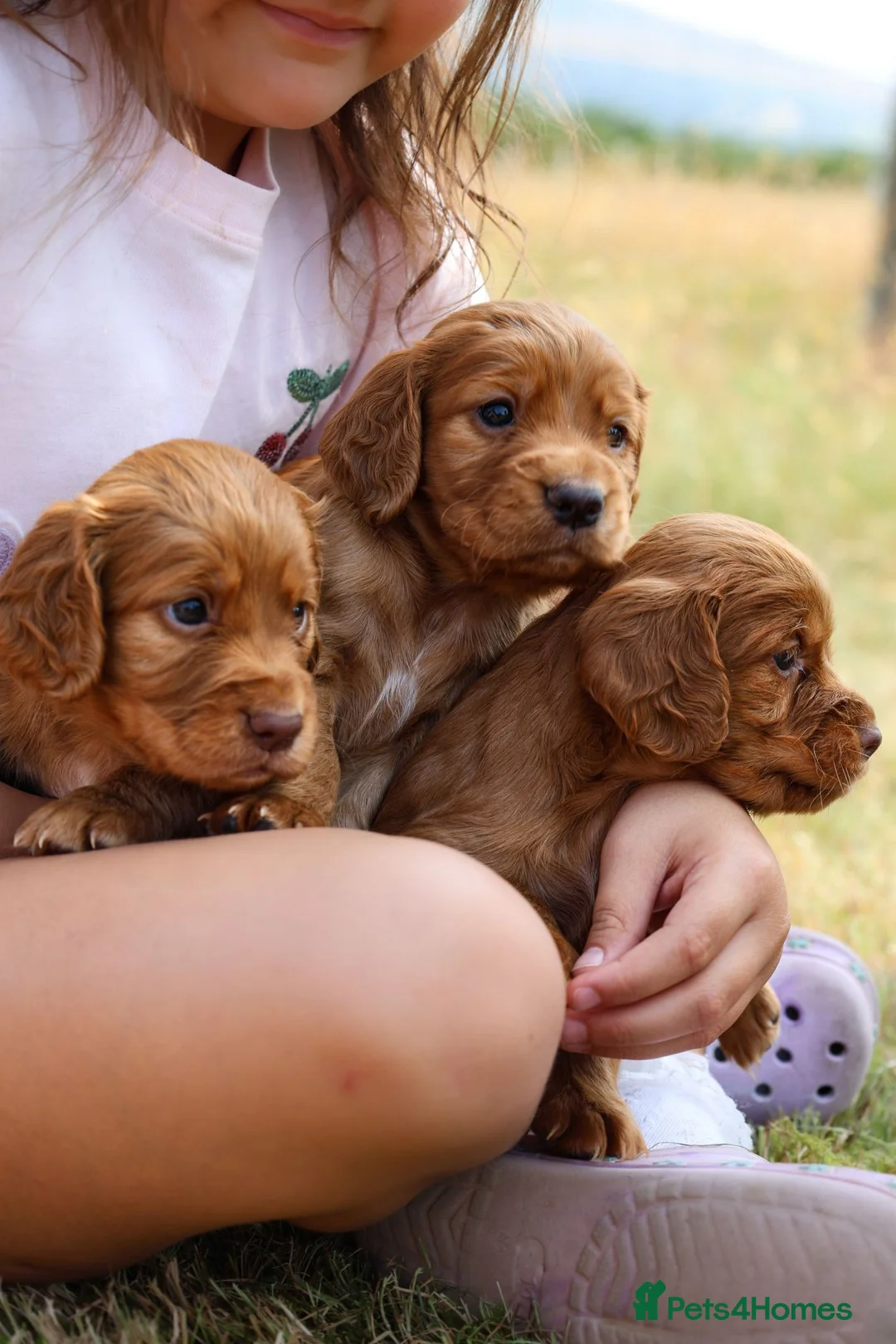 Cocker Spaniel dogs for sale: Cocker spaniel  - Advert 1