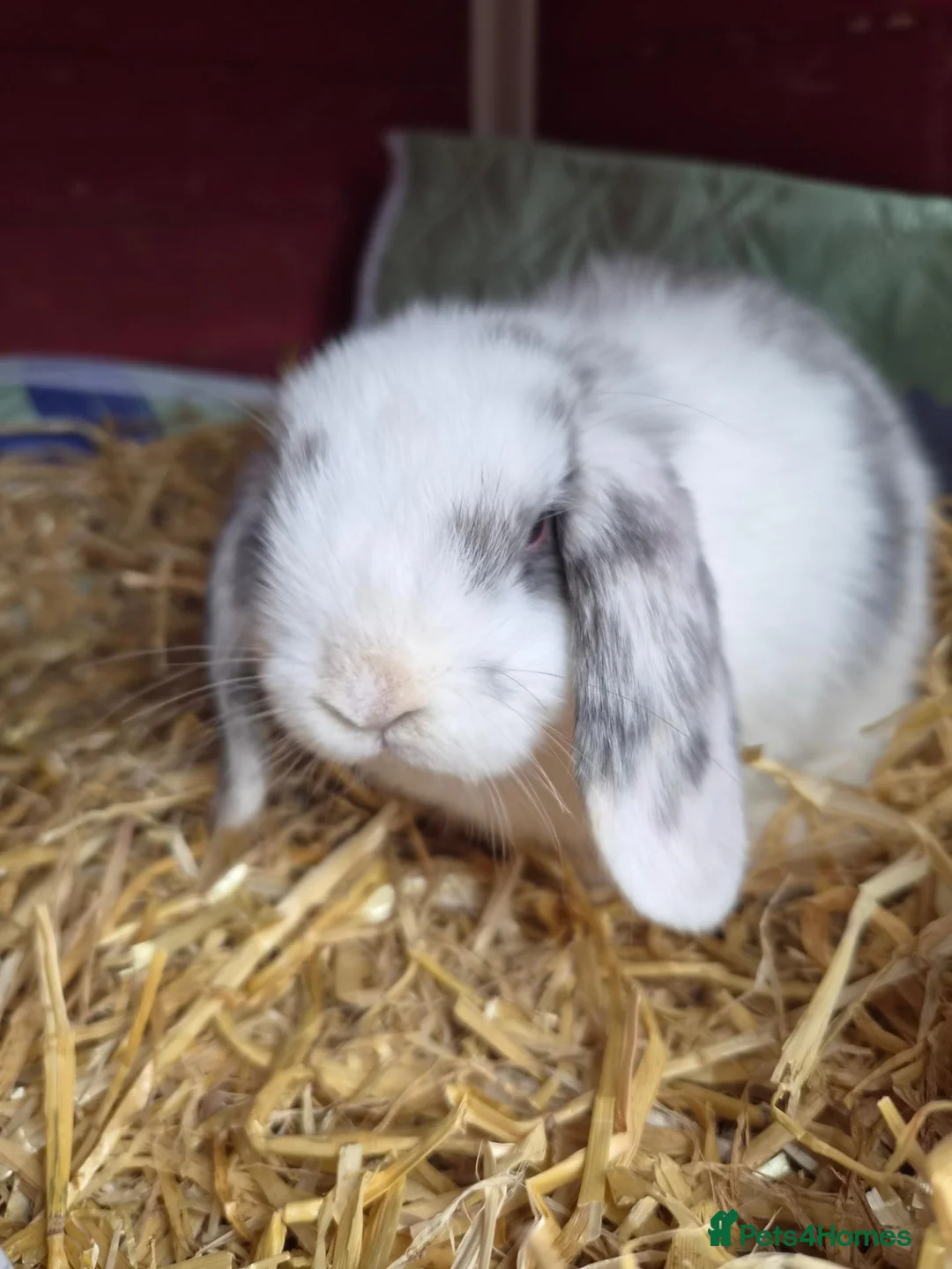 Mini Lop rabbits for sale: Boy bunnies in Wigan - Advert 1
