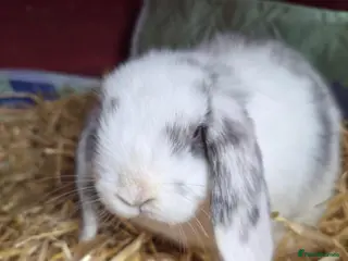 Mini Lop rabbits Boy bunnies - Advert 3