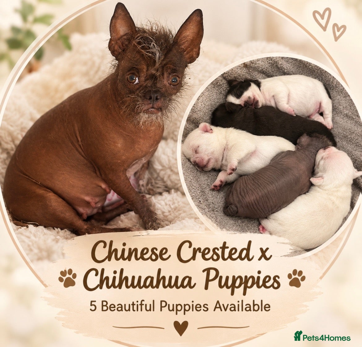 Mixed Breed dogs Chinese Crested Hairless x Chihuahua - Advert 2