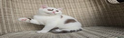 British Shorthair cats for sale: Stunning British Shorthair Kittens  - Advert 7
