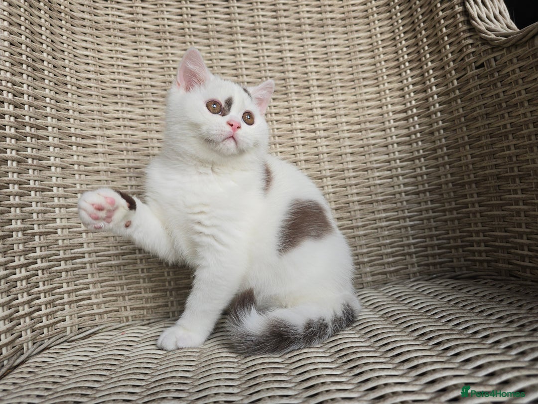 British Shorthair cats for sale: Stunning British Shorthair Kittens  - Advert 7