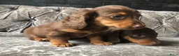 Miniature Dachshund dogs for sale: Miniature long haired dachshund READY NOW - Advert 19