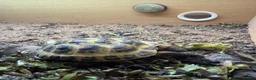 Hermann Tortoise reptiles for sale: Herman tortoise  in Braintree - Advert 2