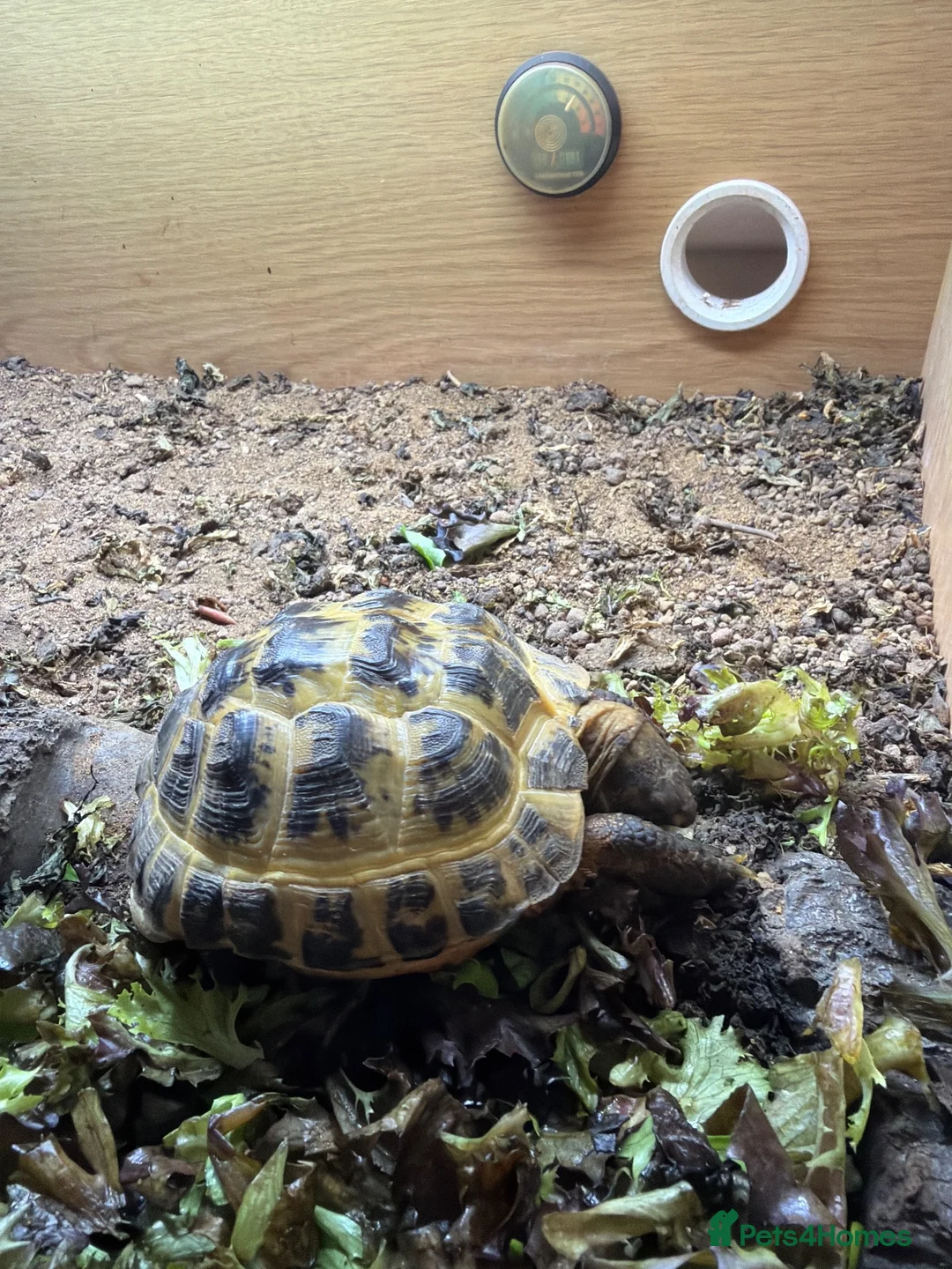 Hermann Tortoise reptiles for sale: Herman tortoise  in Braintree - Advert 2