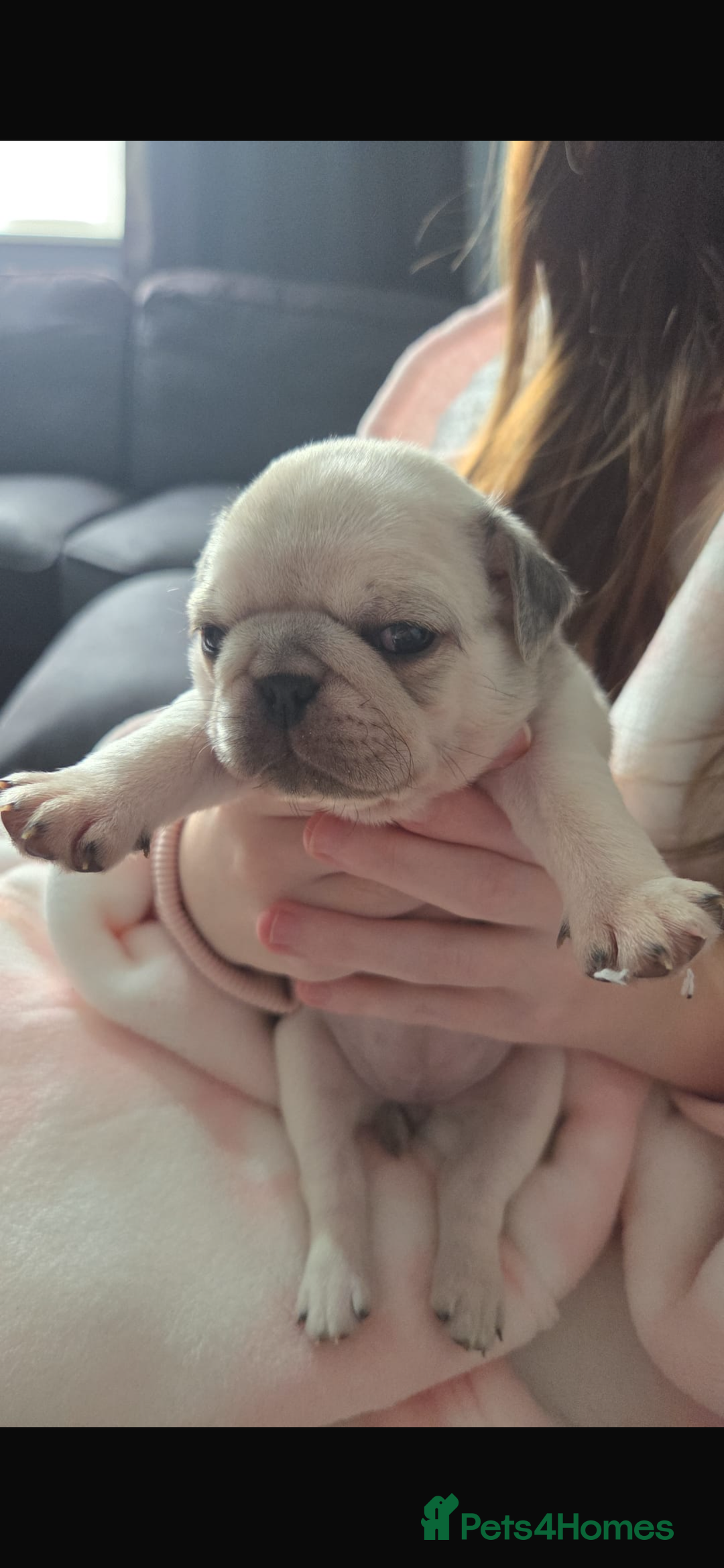 Pug dogs for sale: Pug pups for sale - Advert 8
