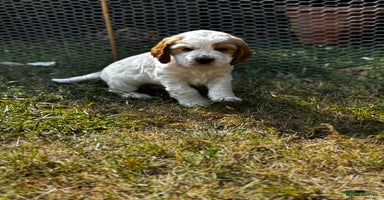 Cocker Spaniel dogs - Advert 14