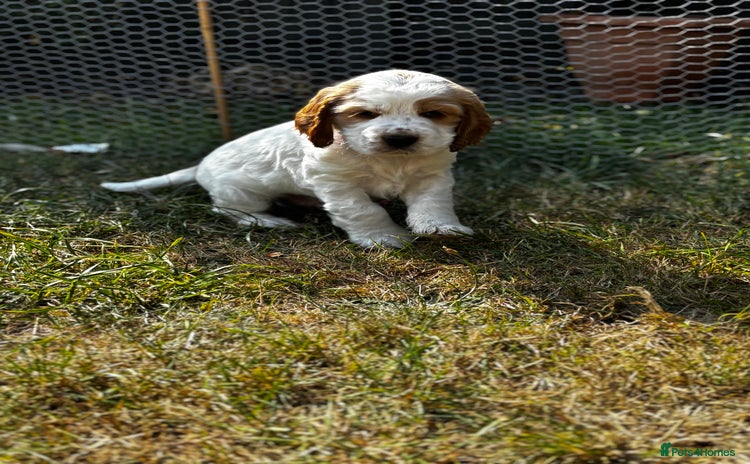 Cocker Spaniel dogs - Advert 13