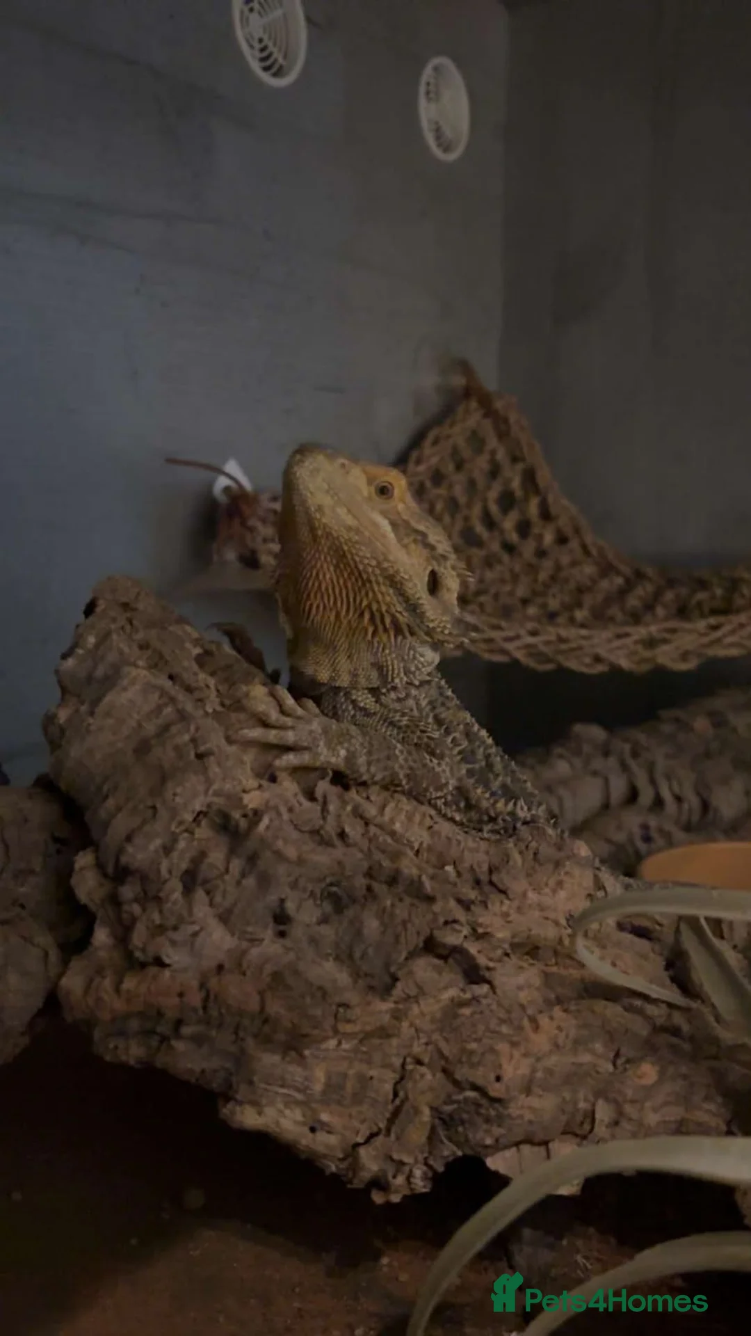 Bearded Dragon reptiles for sale: Bearded dragon and full vivarium set up. - Advert 2