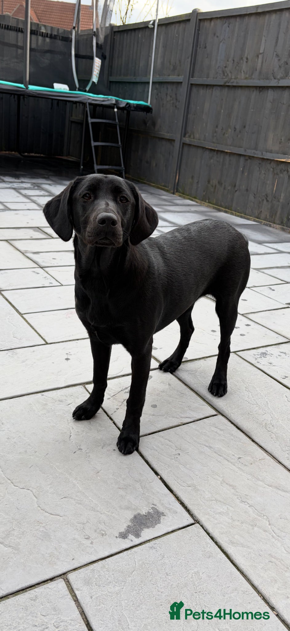 Labrador Retriever dogs Black Lab Female (7 months) - Advert 2