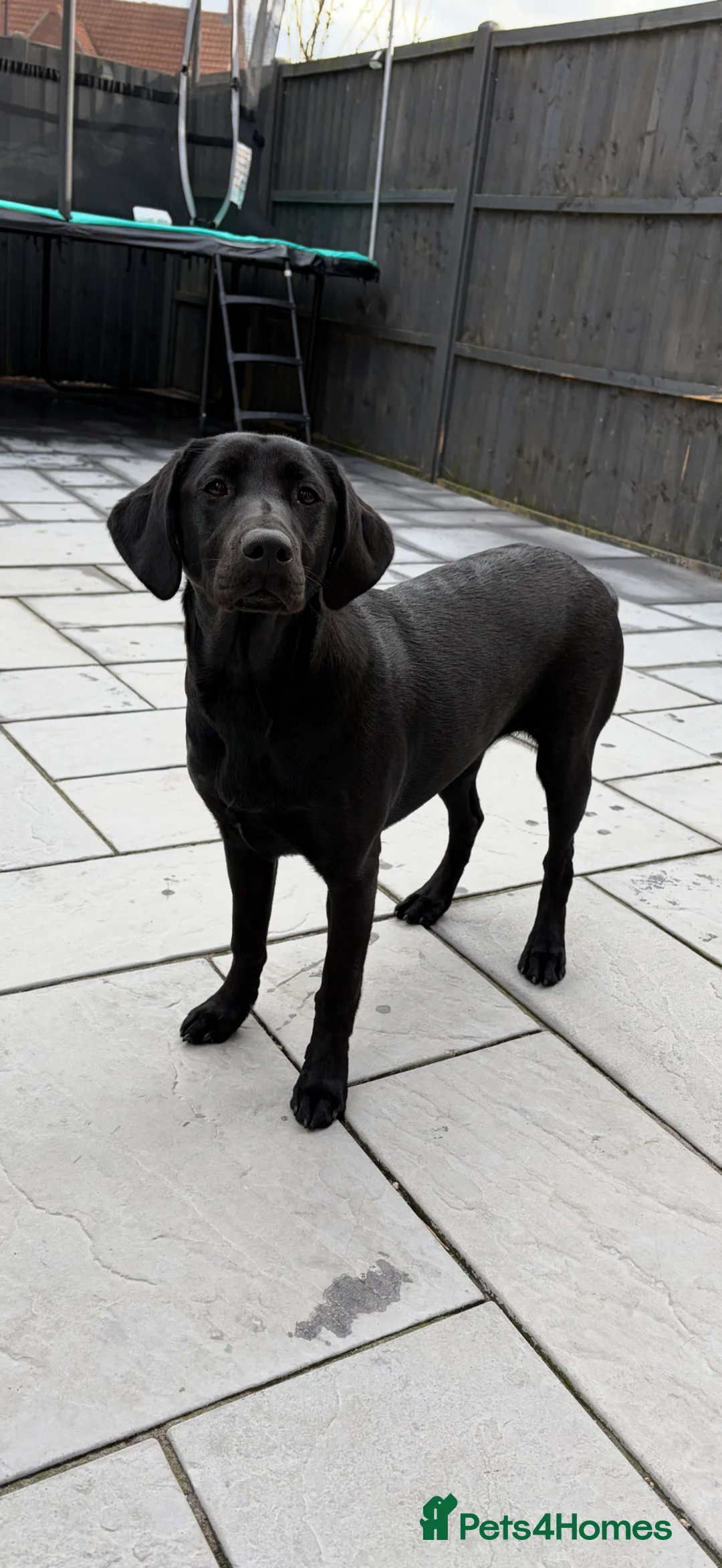Labrador Retriever dogs for sale: Black Lab Female (7 months) - Advert 1