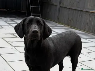 Labrador Retriever dogs Black Lab Female (7 months) - Advert 4