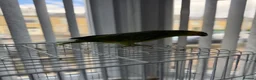 Parrots birds for sale: Blue headed semi talking and tamed Amazon parrot in Bradford - Advert 7