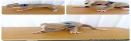 Whippet dogs for sale: Stunning Whippet Puppies for sale in Chesterfield - Advert 6