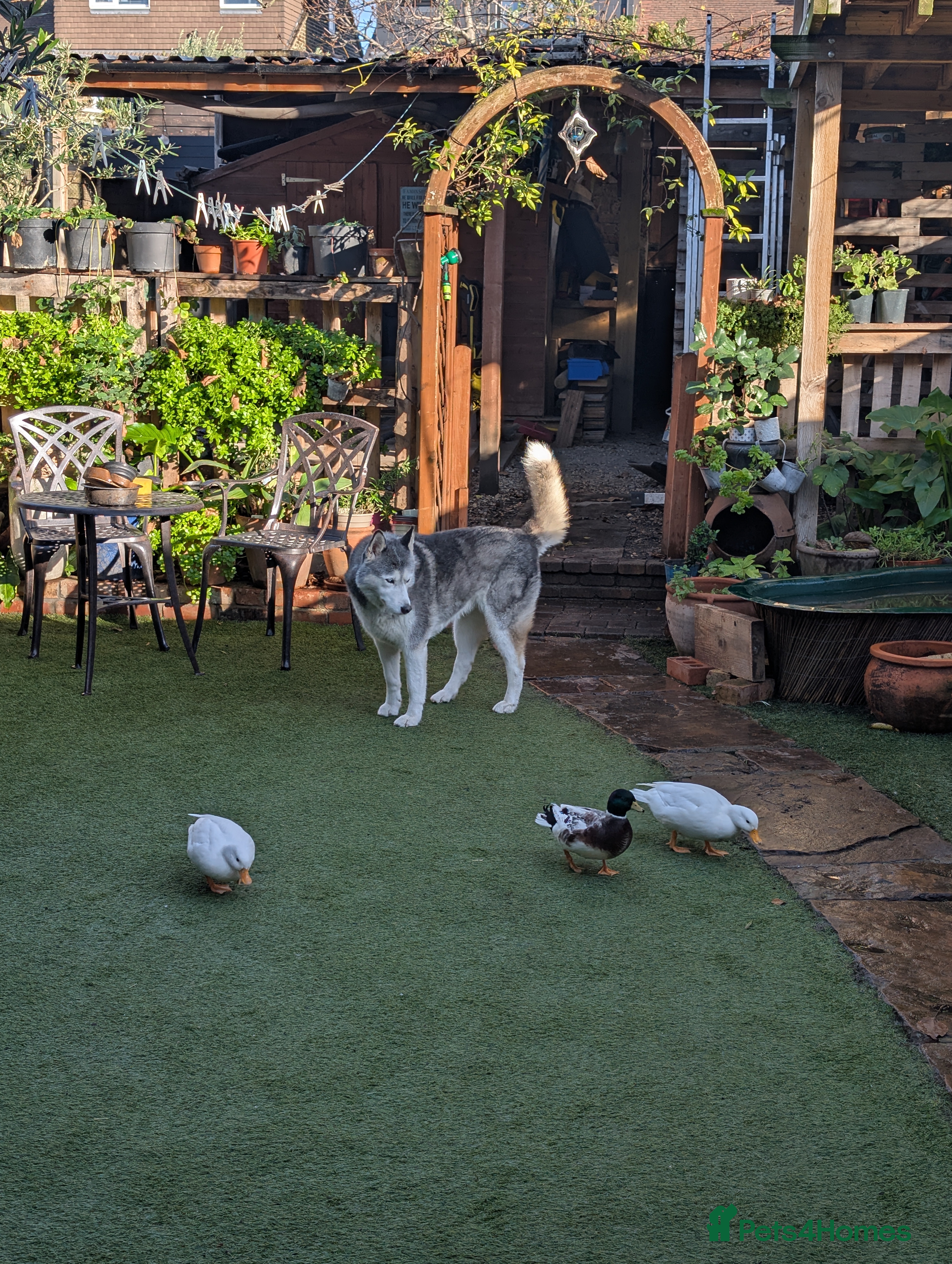 Ducks poultry Pure white call ducks with pond and cage  - Advert 1