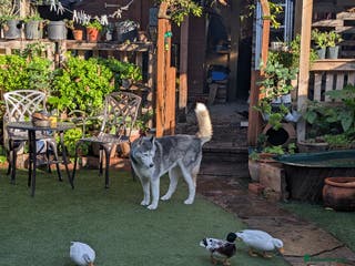 Ducks poultry Pure white call ducks with pond and cage - Advert 1