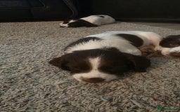 English Springer Spaniel dogs for sale: English Springer Spaniel Puppies - Image 8
