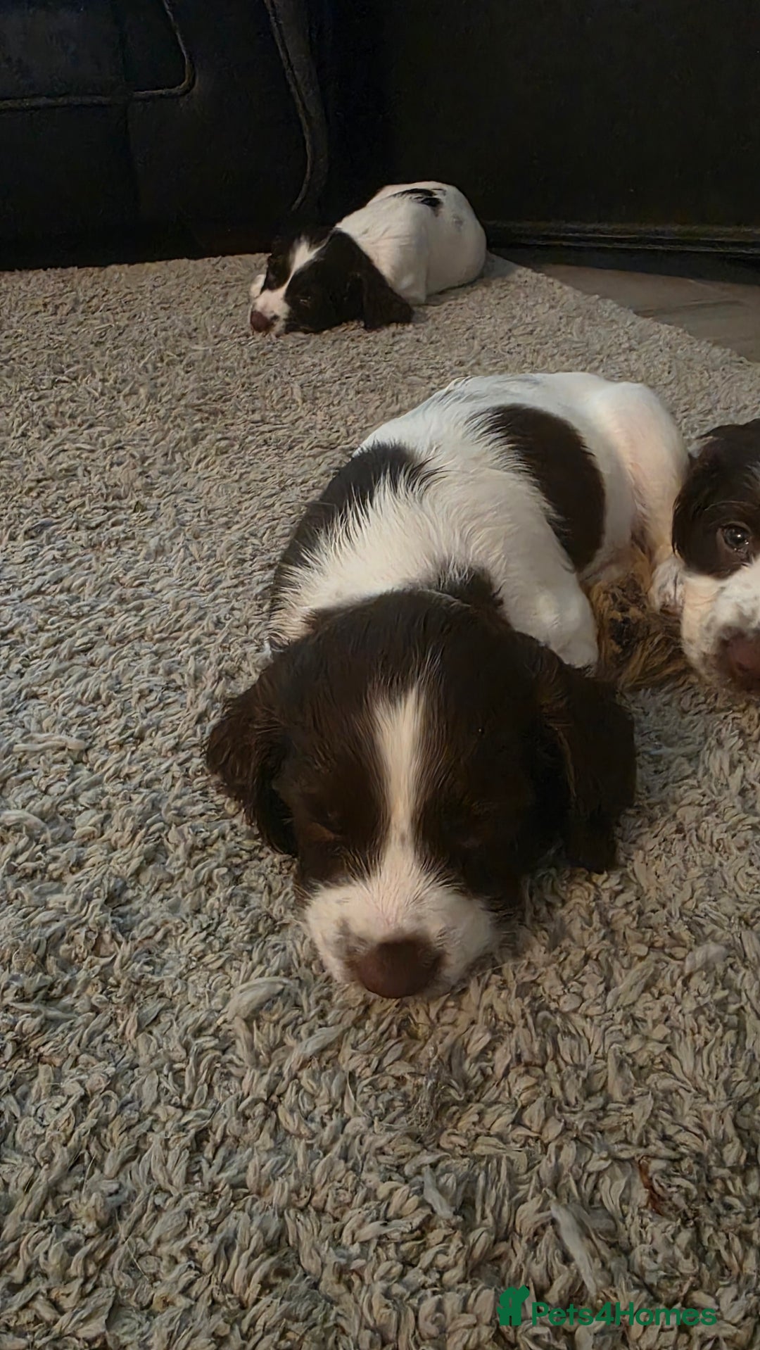 English Springer Spaniel dogs for sale: English Springer Spaniel Puppies - Image 8