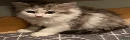 Mixed Breed cats for sale: Beautiful kittens ready now  - Advert 13