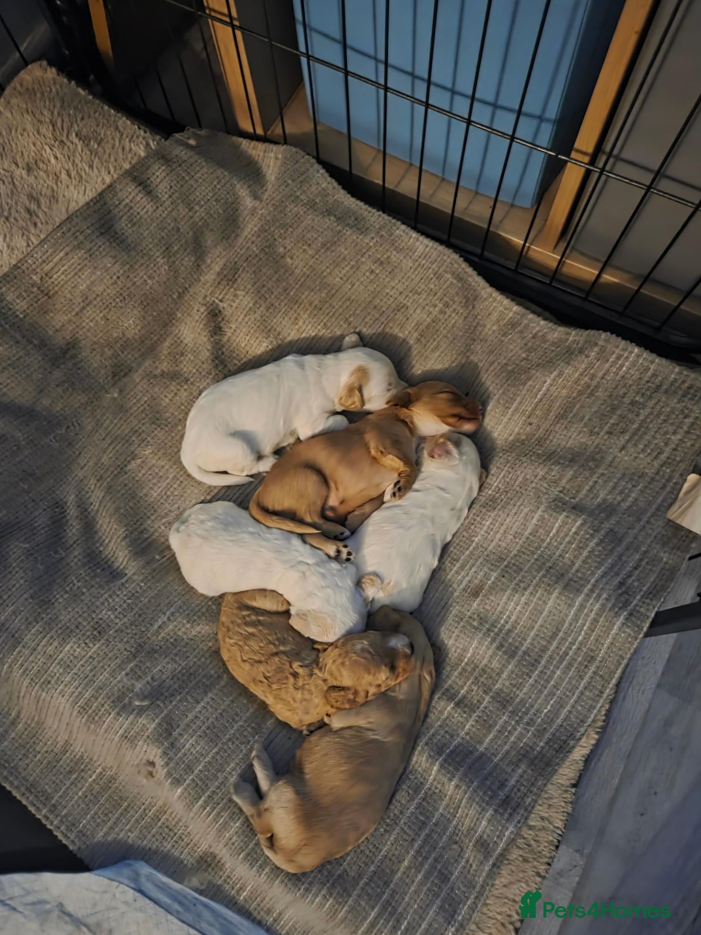 Mixed Breed dogs Cockapoo  - Advert 12