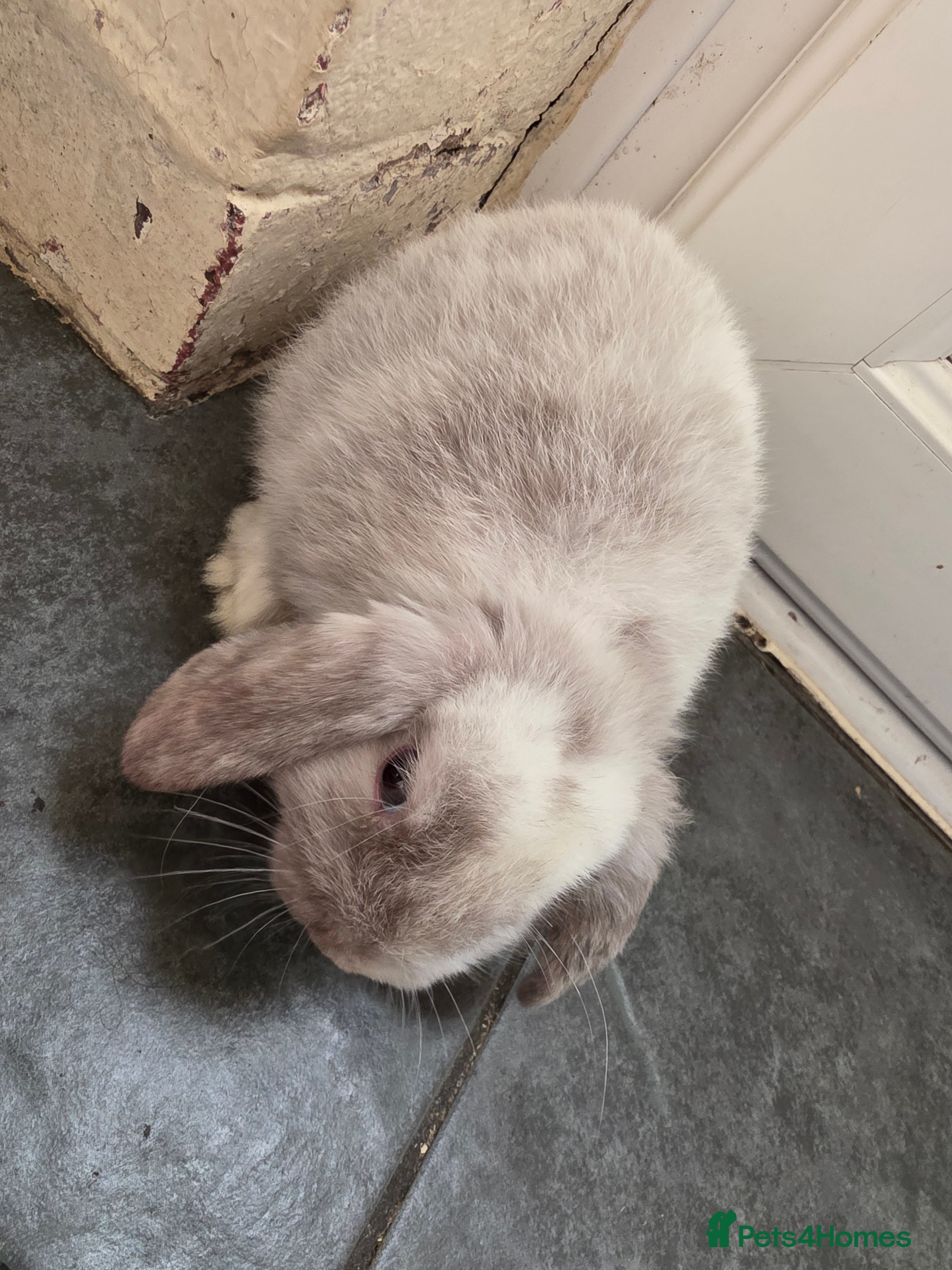 Mini Lop rabbits Mini loop  - Advert 16