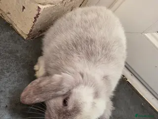 Mini Lop rabbits Mini loop - Advert 16