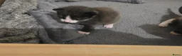 Russian Blue cats for sale: 5 rare colour kittens - Advert 5