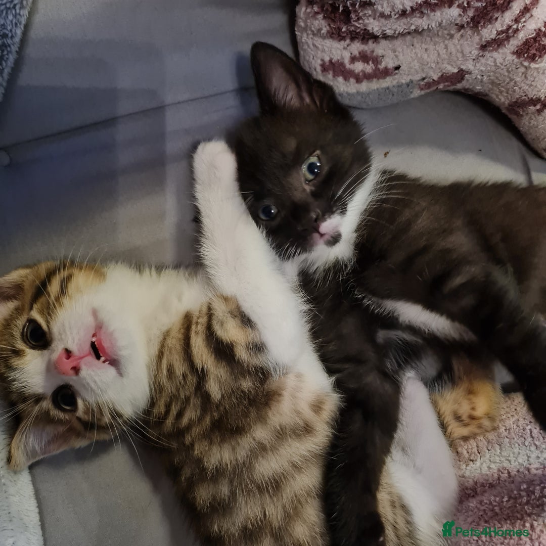 Mixed Breed cats for sale: 2 Beautiful little Boy kittens tabby & black white - Image 28