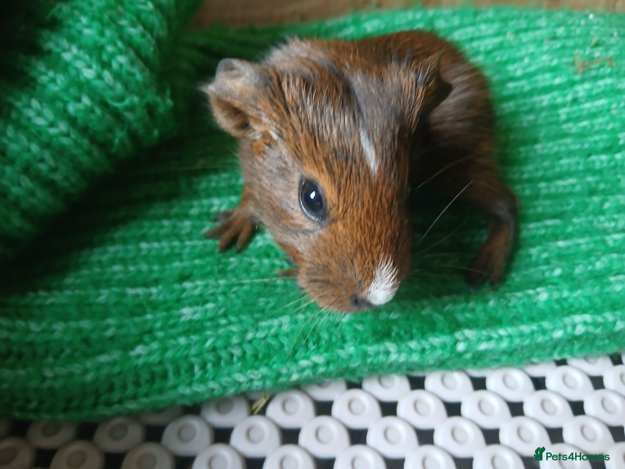 Guinea Pig rodents Baby guinea pigs for sale - sows - Advert 1
