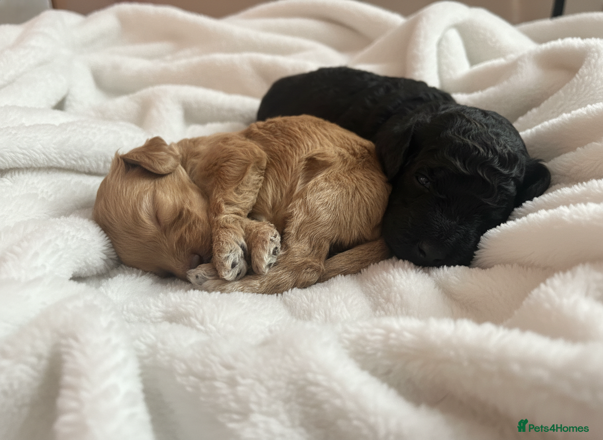 Cockapoo dogs Adorable Cockapoos For Forever Homes - Advert 8