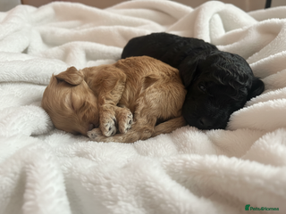 Cockapoo dogs Adorable Cockapoos For Forever Homes - Advert 8