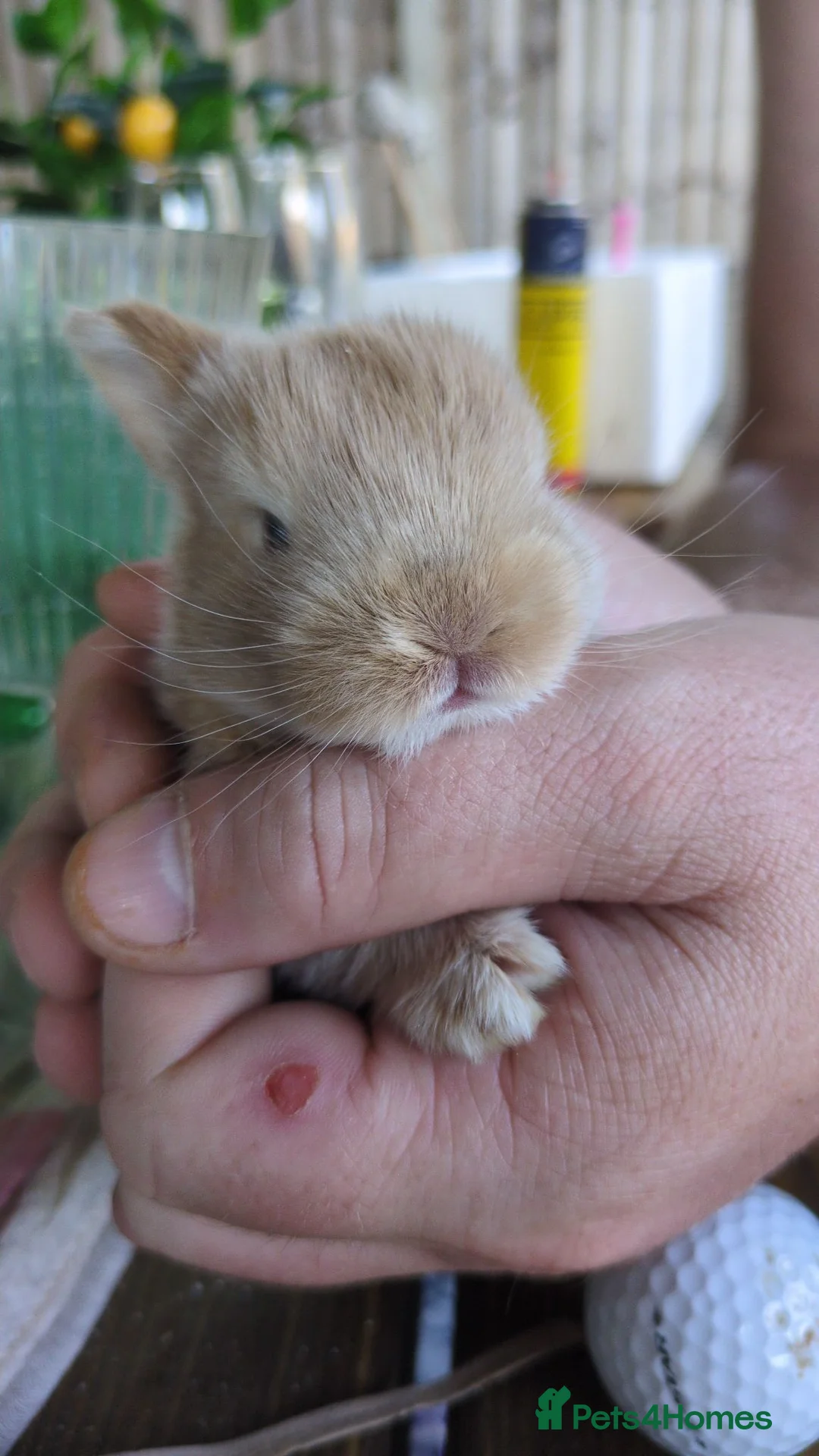 English Lop rabbits for sale: Holland English lop eared rabbits - Advert 1